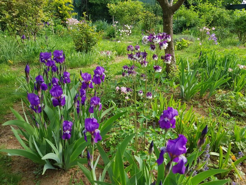  - 2020 Mart-Apr_Idilic garden