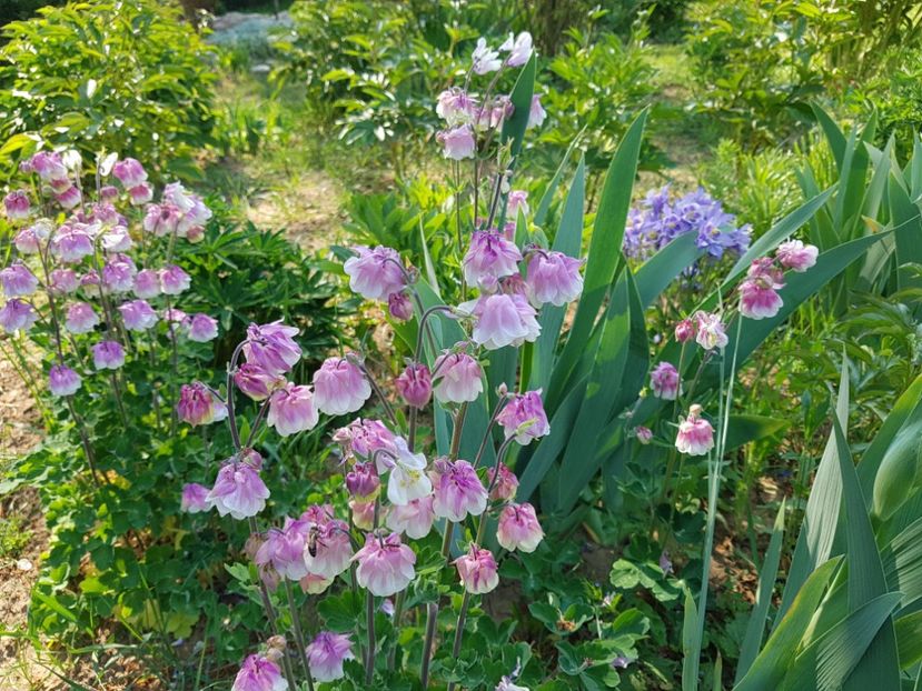  - 2020 Mart-Apr_Idilic garden