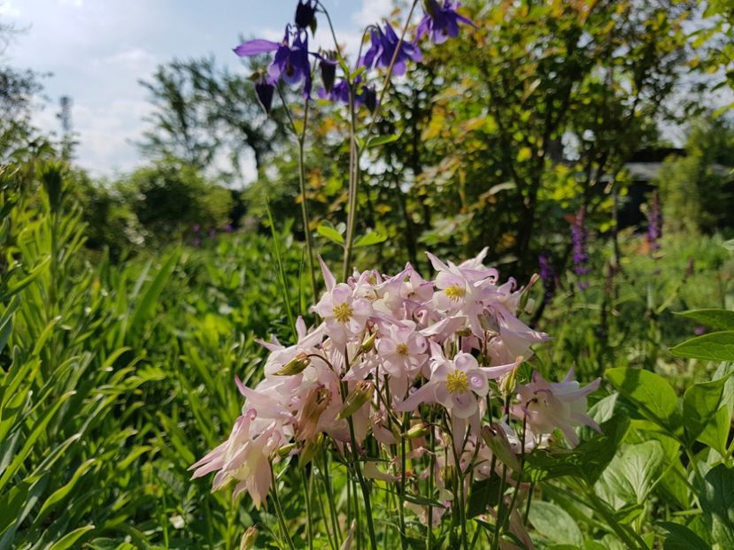  - 2020 Mart-Apr_Idilic garden