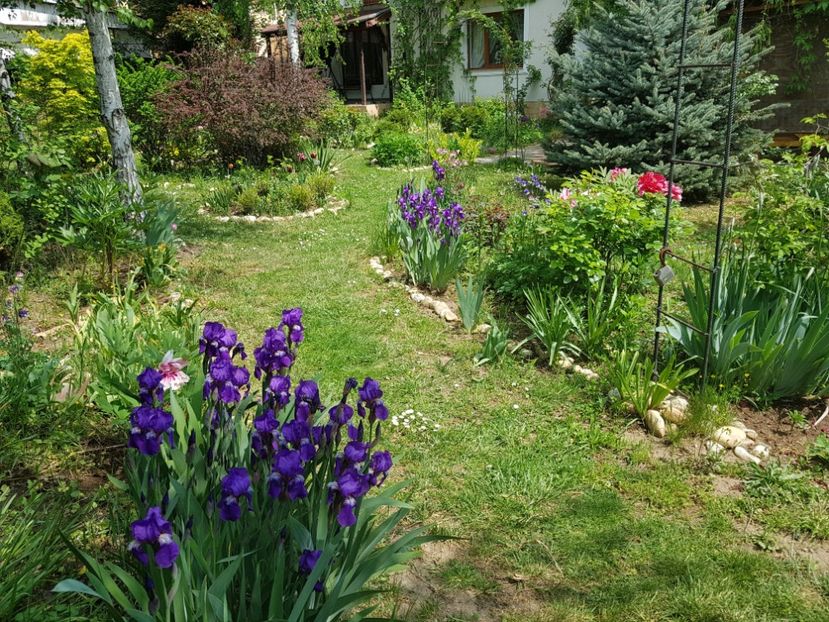  - 2020 Aprilie Gradina Rozelor
