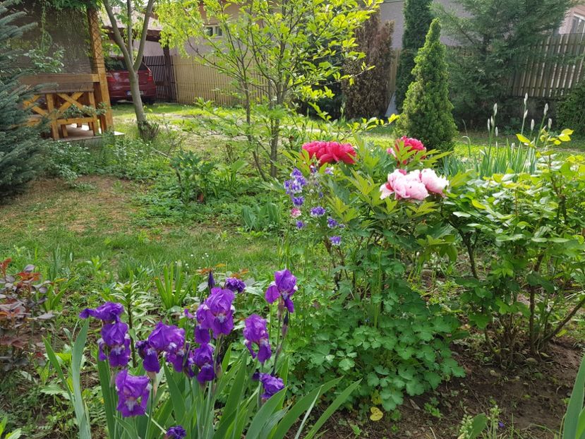  - 2020 Aprilie Gradina Rozelor