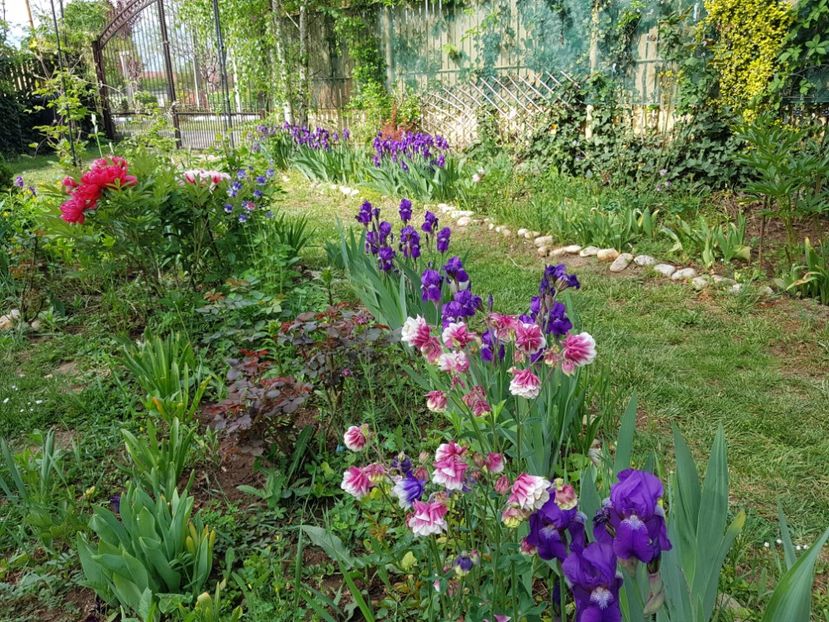  - 2020 Aprilie Gradina Rozelor