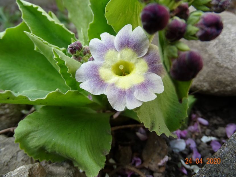 primula pubescens - Primule 2020