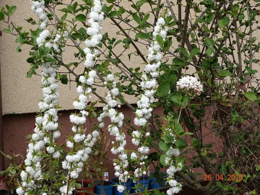  - Copacei si arbusti 2020