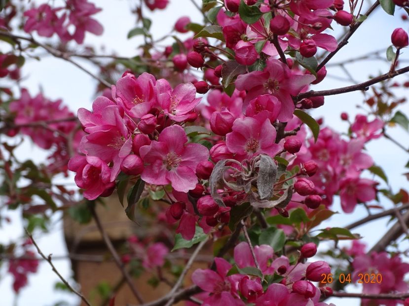  - Copacei si arbusti 2020