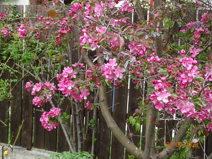  - Copacei si arbusti 2020