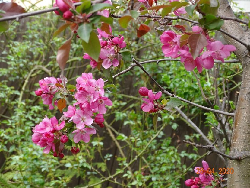  - Copacei si arbusti 2020