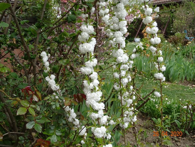  - Copacei si arbusti 2020