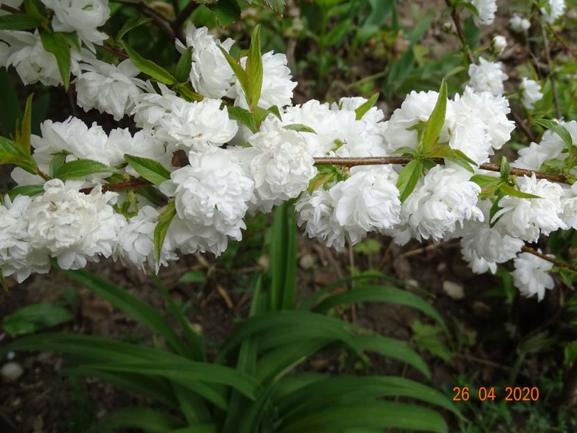  - Copacei si arbusti 2020