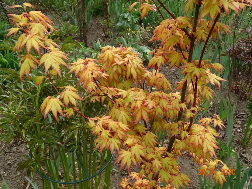  - Copacei si arbusti 2020