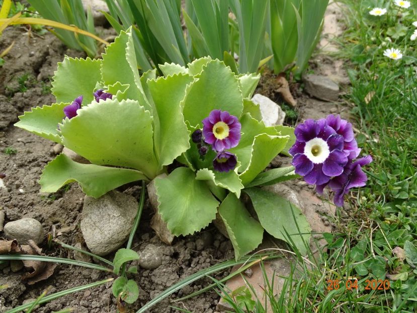 primula pubescens - Primule 2020
