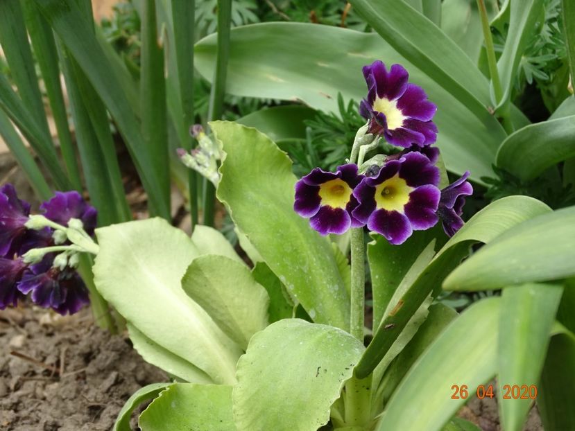 primula pubescens - Primule 2020