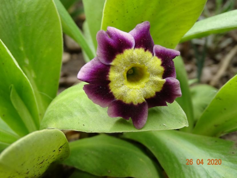 primula pubescens - Primule 2020