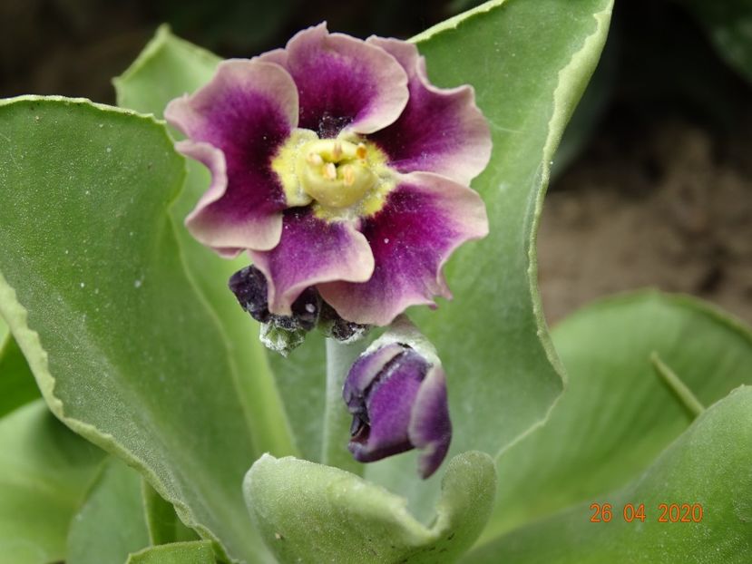 primula pubescens - Primule 2020