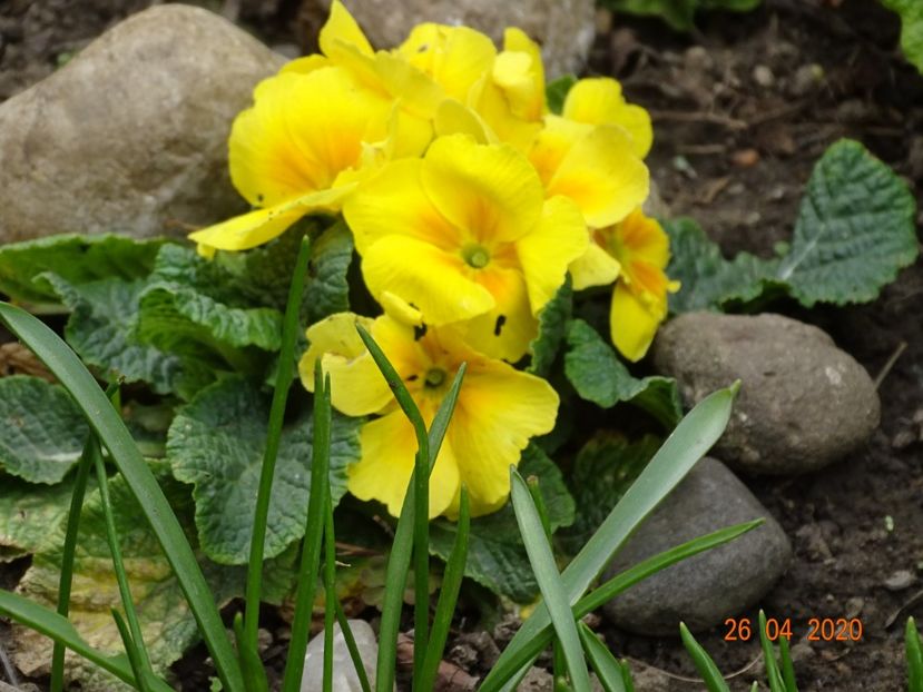 primula acaulis - Primule 2020
