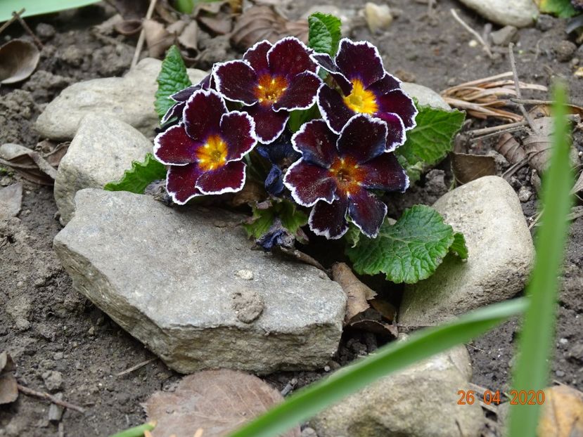 primula acaulis - Primule 2020