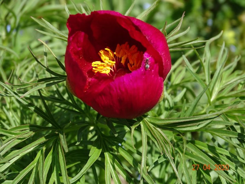 paeonia tenuifolia - Bujori 2020