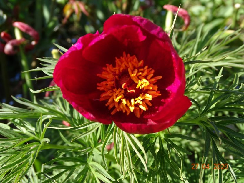 paeonia tenuifolia - Bujori 2020