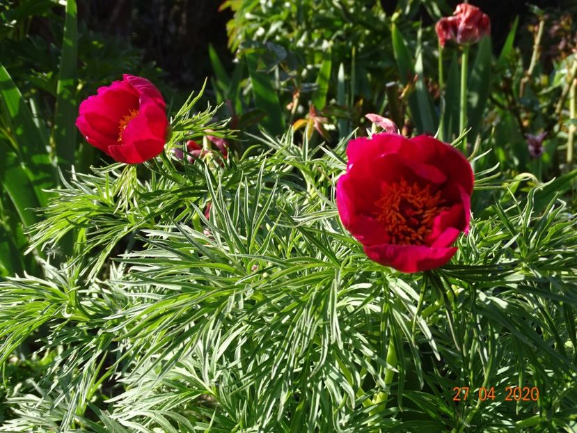 paeonia tenuifolia - Bujori 2020
