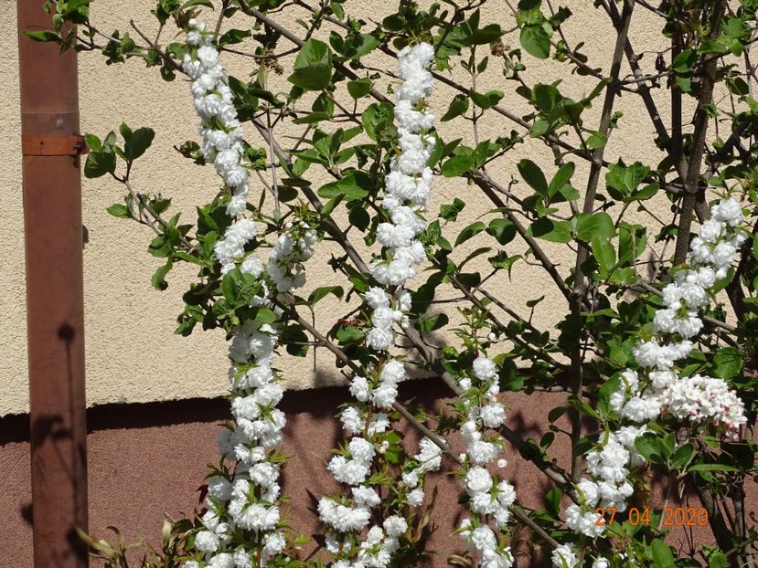  - Copacei si arbusti 2020