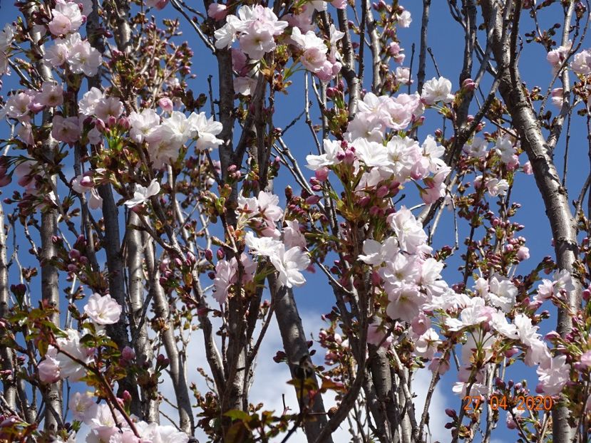  - Copacei si arbusti 2020