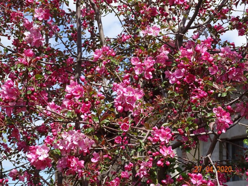  - Copacei si arbusti 2020