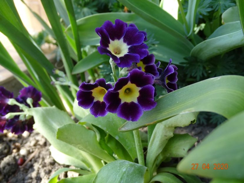 primula pubescens - Primule 2020