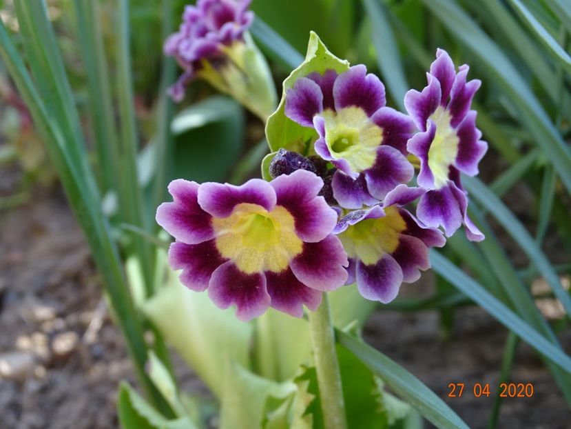 primula pubescens - Primule 2020