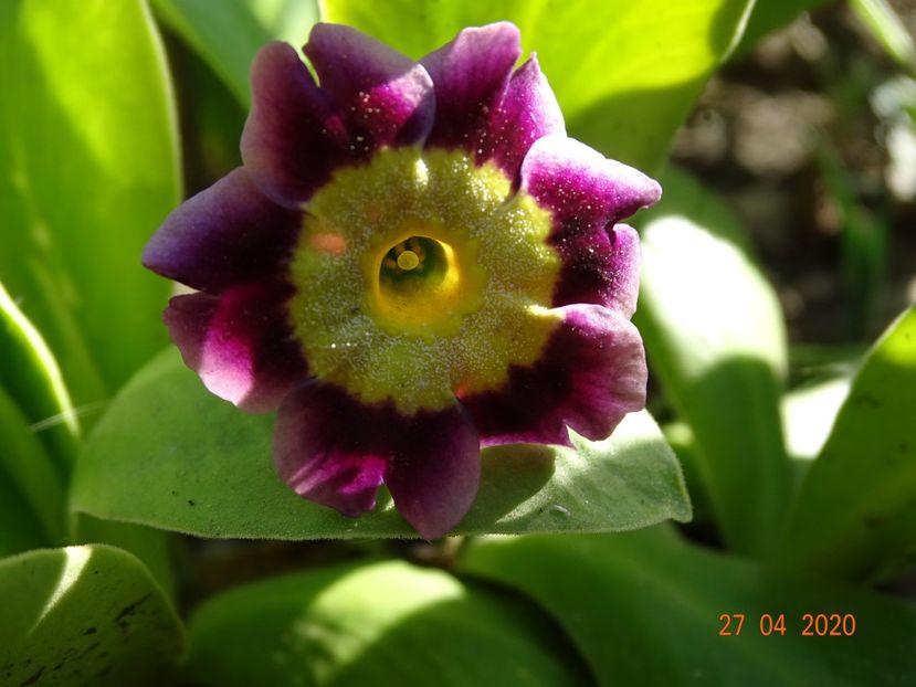 primula pubescens - Primule 2020