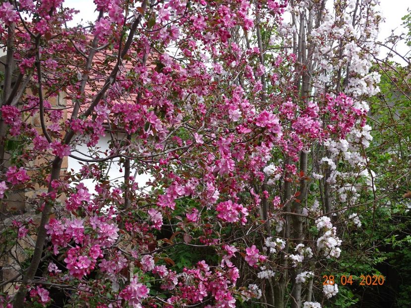  - Copacei si arbusti 2020