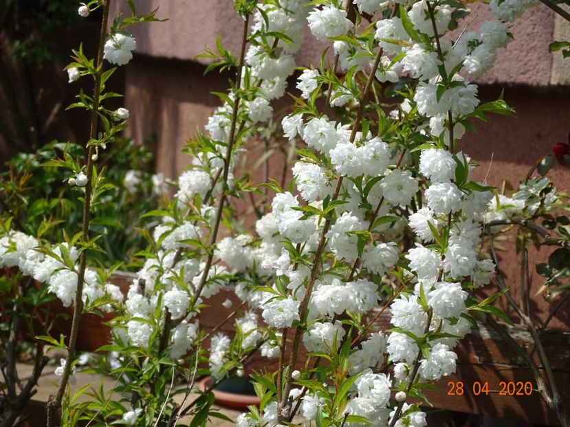  - Copacei si arbusti 2020