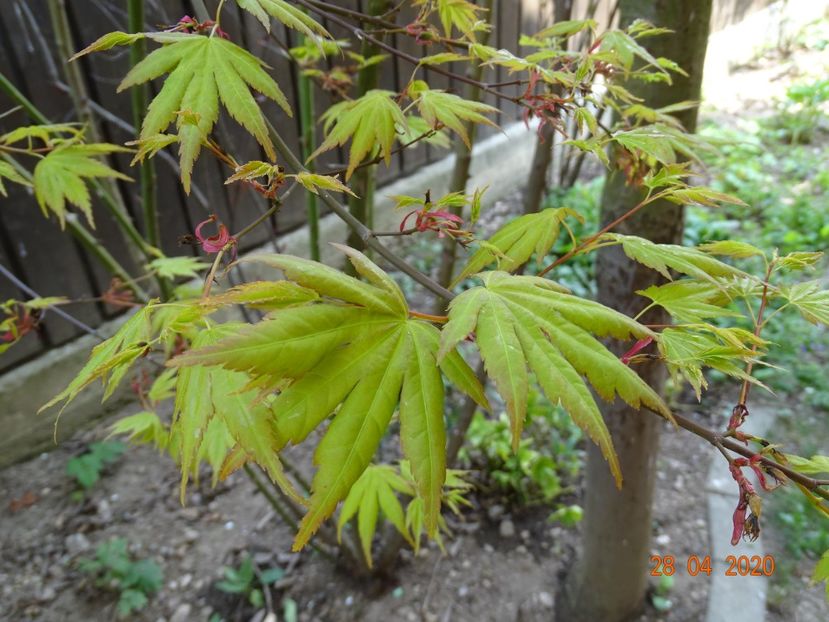  - Copacei si arbusti 2020