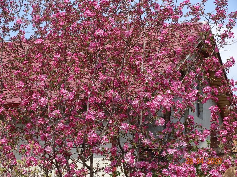  - Copacei si arbusti 2020