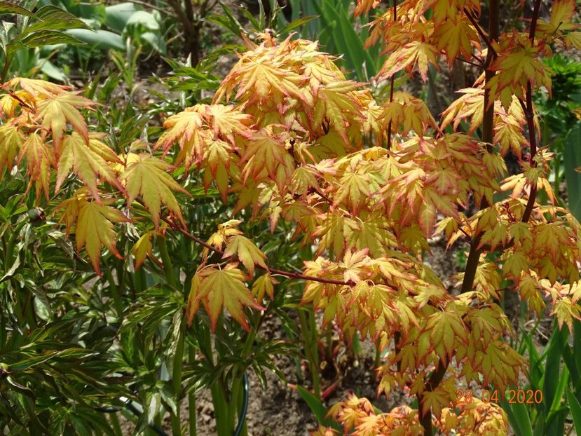  - Copacei si arbusti 2020