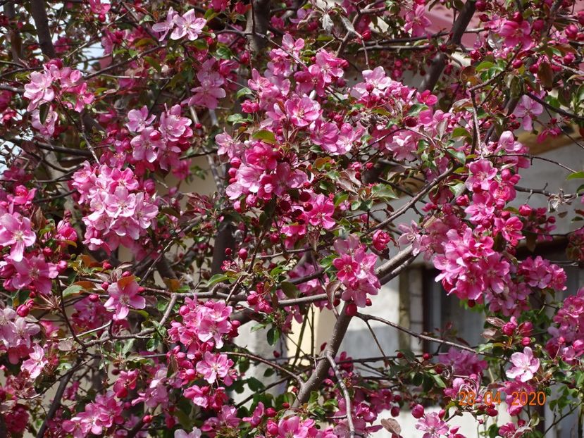  - Copacei si arbusti 2020