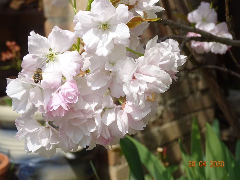  - Copacei si arbusti 2020