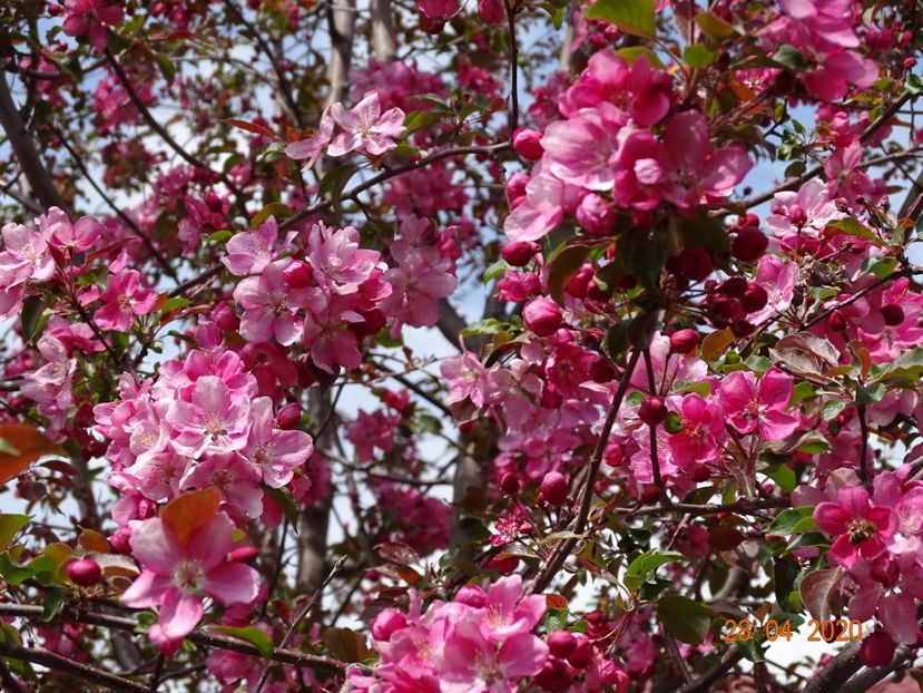  - Copacei si arbusti 2020