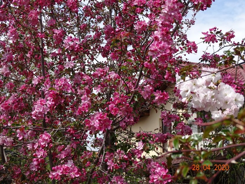  - Copacei si arbusti 2020