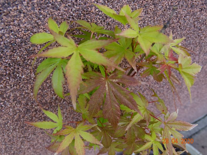  - Copacei si arbusti 2020