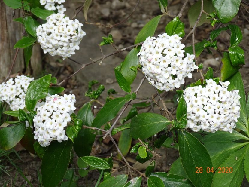  - Copacei si arbusti 2020