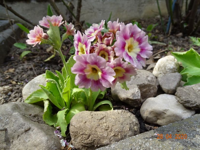 primula pubescens - Primule 2020