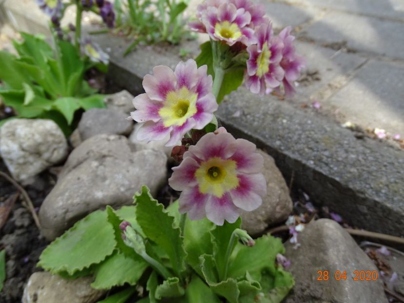 primula pubescens - Primule 2020