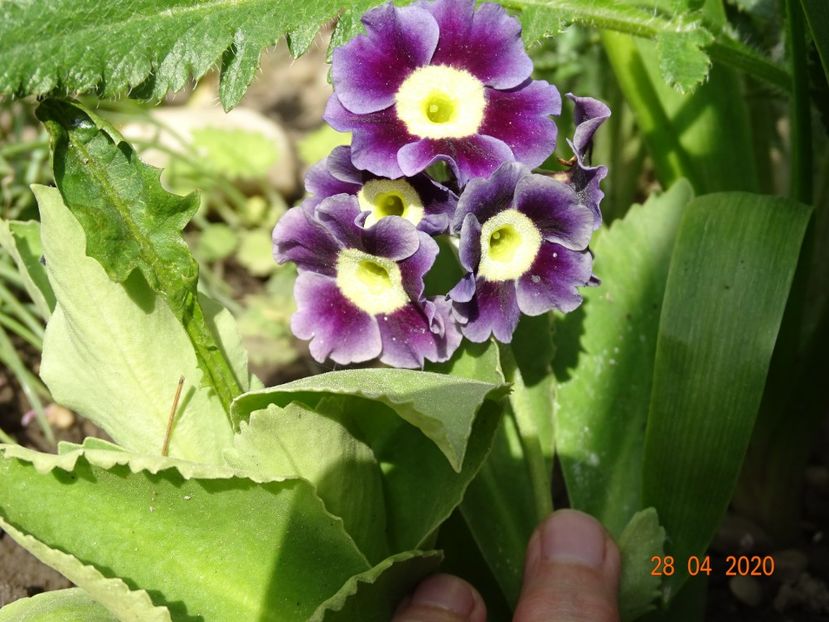 primula pubescens - Primule 2020