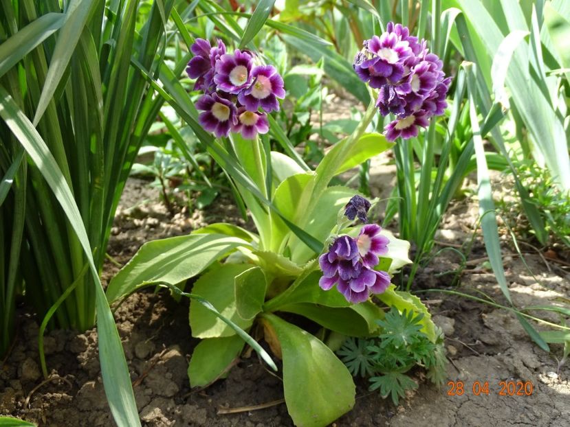 primula pubescens - Primule 2020