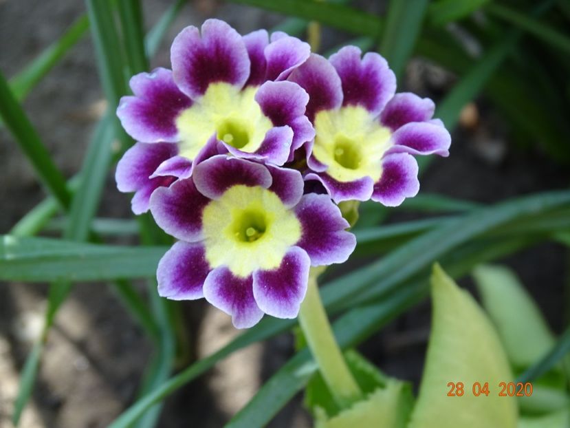 primula pubescens - Primule 2020