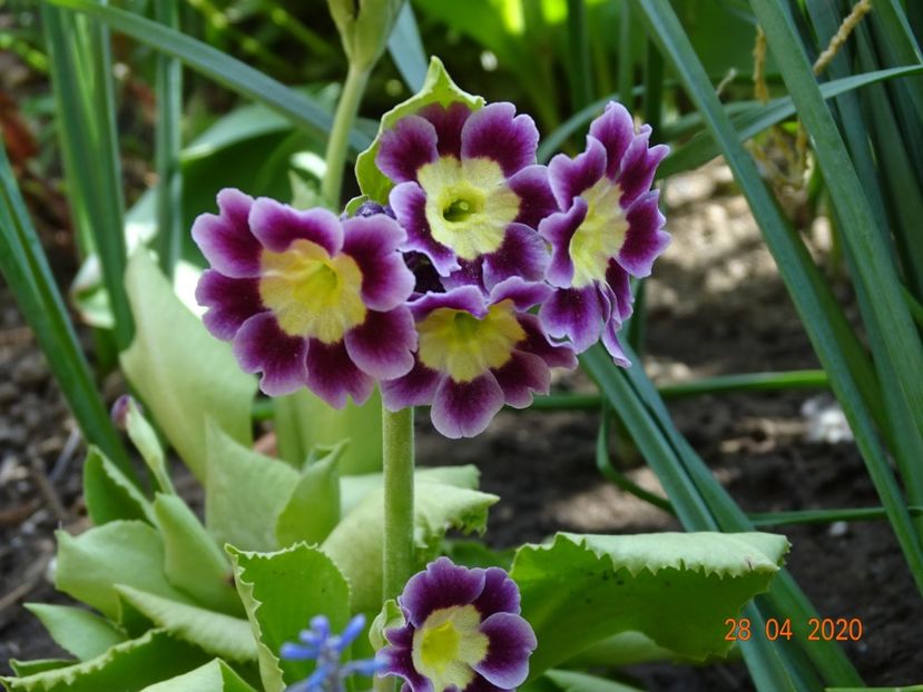 primula pubescens - Primule 2020