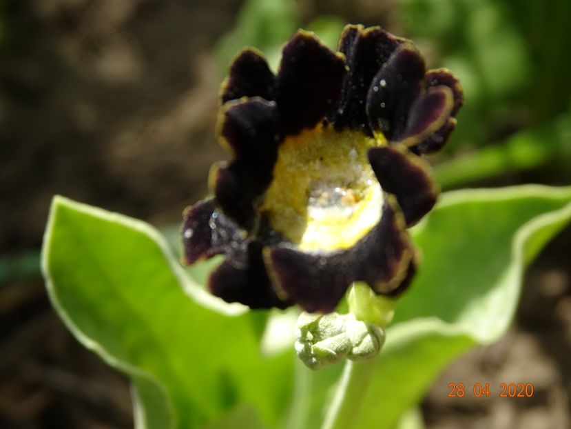 primula pubescens - Primule 2020