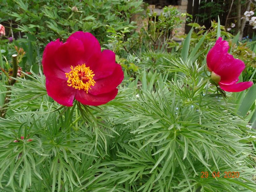 paeonia tenuifolia - Bujori 2020