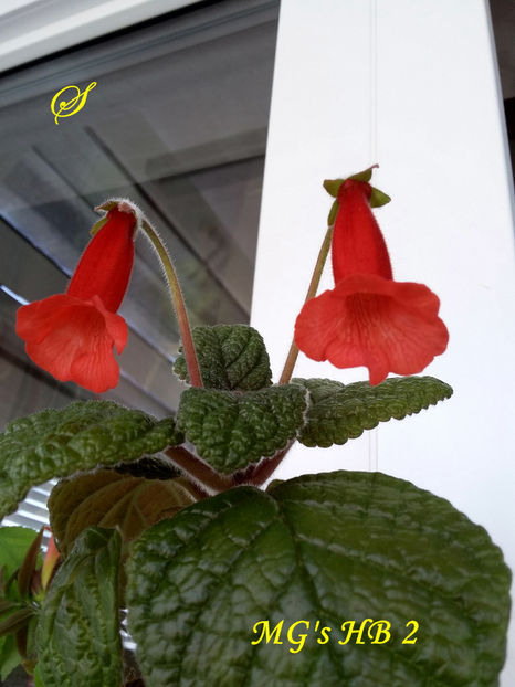 MG s HB 2 - Sinningii 2020