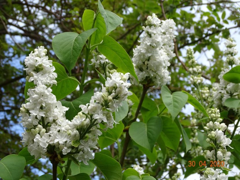  - Copacei si arbusti 2020